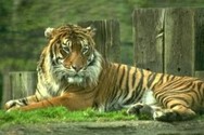 Dictionnaire Anglais de la faune
