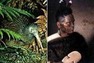 Dictionnaire Maori